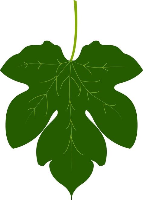 Fig leaf, illustration, vector on white background. Fig Leaf Illustration, Fig Leaf, Leaf Illustration, Vector Food, Fig Leaves, Leaves Vector, Background Background, Childrens Church, File Free