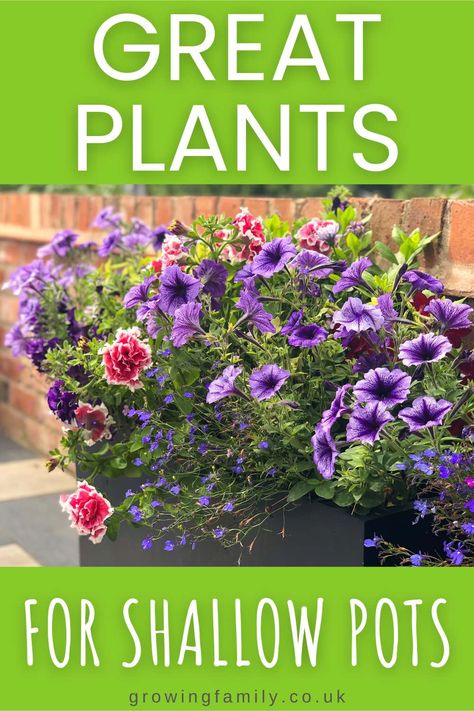 Unlock the secrets to growing beautiful, lush gardens even in small spaces, while maximizing the potential of your containers and shallow pots. Get ready to transform your patio, balcony or even your windowsill into a green haven. 🍃 Plants For Shallow Pots, Shallow Pot Plants, Summer Gardens, Porch Plants, Easy Gardening, Container Garden Design, Vegetable Garden Planning, Pot Plants, Dish Garden