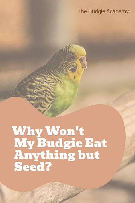 Is your budgie a picky eater? As it turns out, this behavior is rooted in evolution and biology. Understanding why your bird avoids certain foods is the first step in making the switch to a healthier diet. Budgie Food, Parakeet Care, Parakeet Food, Budgies Bird, Budgie Parakeet, Picky Eating, Eat Veggies, Soft Food, Natural Diet