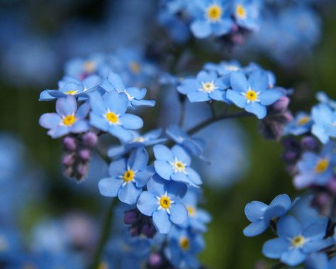 forgetmenot love seed bomb mix by the seed bomb factory | notonthehighstreet.com £5.99+£1.75pp Forget Me Not Seeds, Seed Packets Favors, Zero Wallpaper, Flower Essences, Seed Packets, Perennial Plants, Forget Me Not, Flower Seeds, Flower Pictures