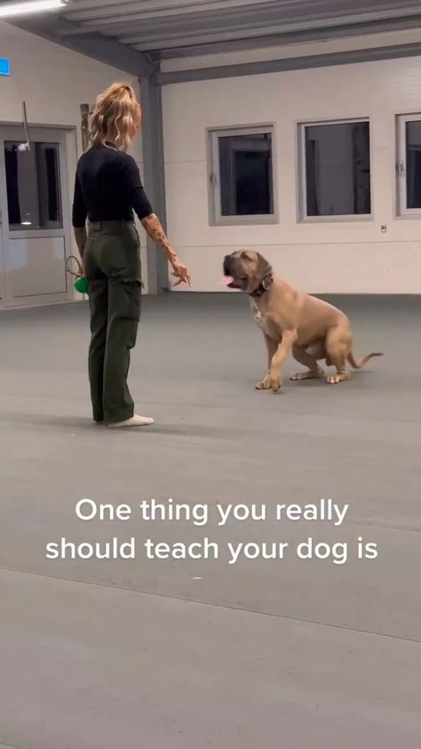 Dog Training Obedience with Lili Police Dog Training, Dog Psychology, Brain Games For Dogs, Dog At Home, Bear Puppy, Service Dog Training, Reactive Dog, What Kind Of Dog, Police Dog