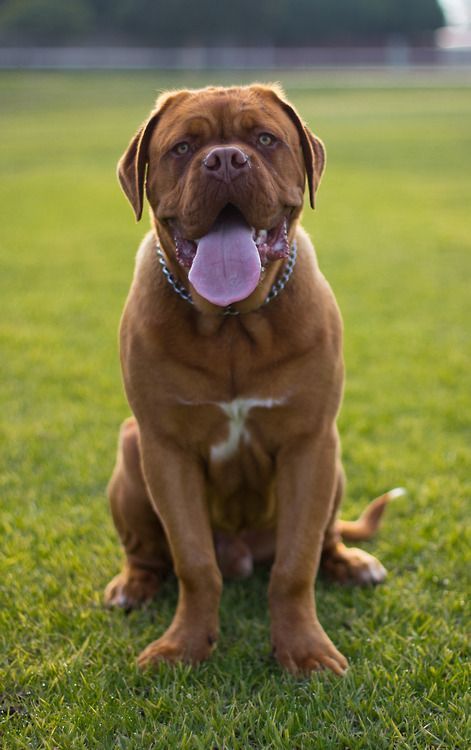 French Mastiff Dog, British Mastiff, English Mastiff Puppies, Bordeaux Dog, Dogs Chihuahua, Mastiff Breeds, Giant Dog Breeds, French Mastiff, Baby Chihuahua