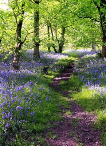 Forest Path, Woodland Garden, New Forest, Walk In The Woods, Jolie Photo, English Countryside, Magical Places, Garden Paths, In The Woods