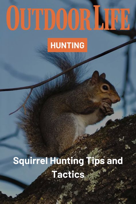 Read our ultimate guide on squirrel hunting gear, tips, and tactics to become a dedicated squirrel hunter this season. Deer Hunting Humor, Squirrel Hunting, Deer Hunting Tips, Crossbow Hunting, Deer Hunting Blinds, Hunting Humor, Hunting Life, Bowfishing, Small Games