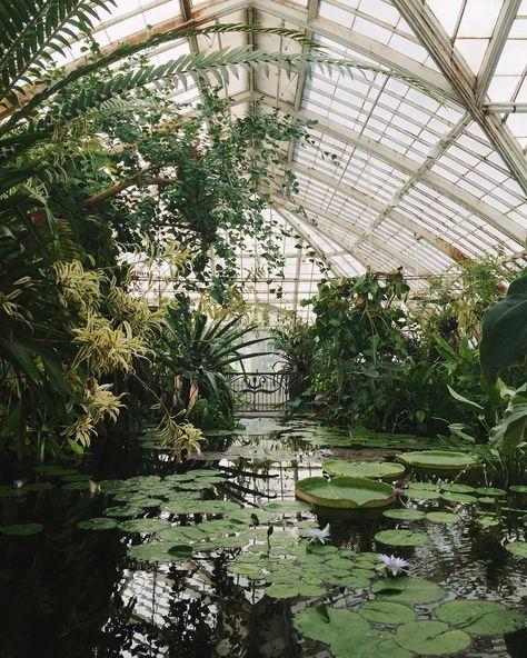 Would it be helpful if we shared how we keep our houseplants alive?? #HaarkonHouse Water Lilies, Plants, Water, Green