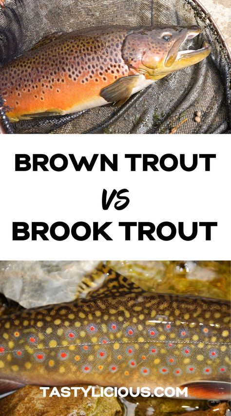 Brown Trout vs Brook Trout – How To Tell The Difference | Brook Trout vs Brown Trout | brown trout recipes | brook trout recipe | refreshing spring recipes | quick lunch recipes | dinner ideas | easy dinner recipe | healthy dinner recipe Brook Trout Recipe, Brown Trout Recipes, Refreshing Spring Recipes, Trout Recipe, Recipe Healthy Dinner, Best Fish Recipes, Fish Mounts, Trout Recipes, Quick Lunch Recipes