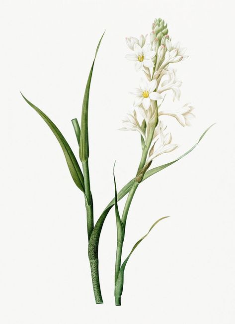 Tuberose Painting, Polianthes Tuberosa, Free Illustration Images, Perfume Ad, Botanical Art Prints, Mom Tattoos, Vintage Floral Print, Rock Design, New York Public Library