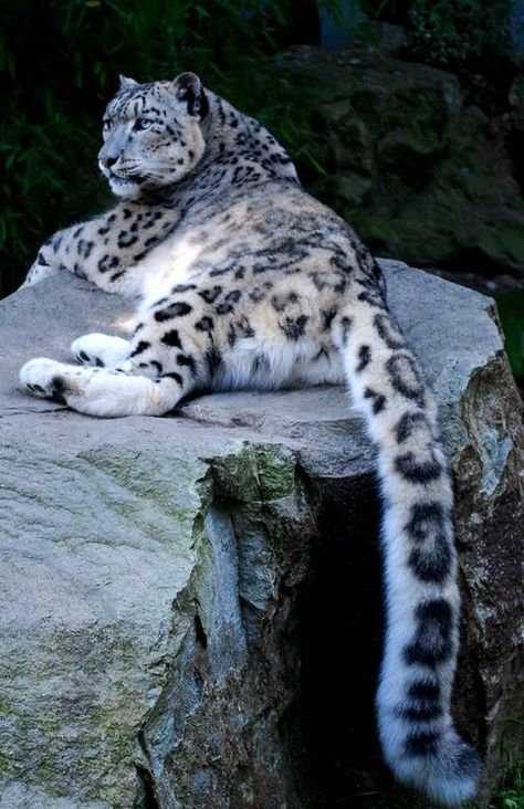 Irbis: The longest tail ever by Petra Allerlei (Snow Leopard) Snow Leopard Tail, Lions Roar, Fluffy Tail, Amazing Animal Pictures, Majestic Animals, Cheetahs, Large Cats, Hyena, Snowboards