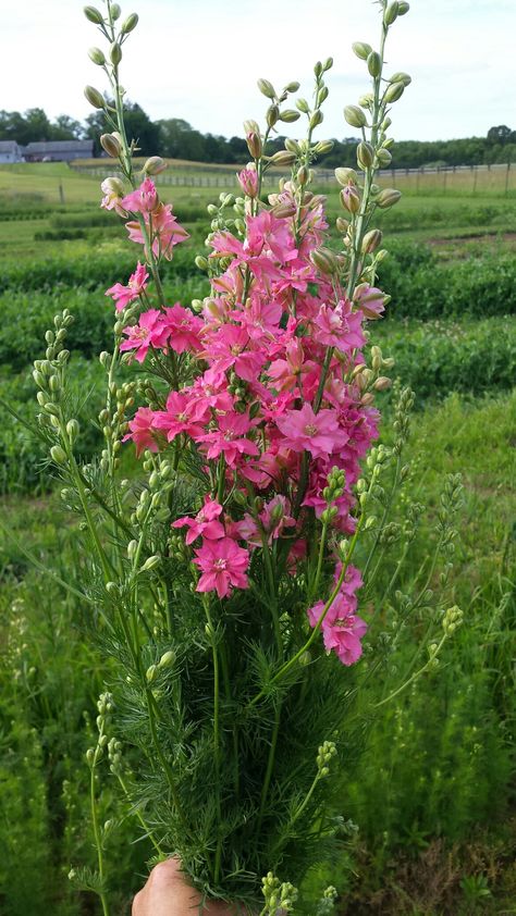 Pink Larkspur, Larkspur Flower, July Flowers, Flower Varieties, Line Flower, Favorite Flower, Wedding Board, Garden Styles, Native Plants