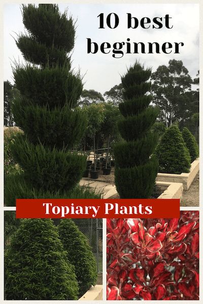 Garden Topiary Ideas, Best Topiary Plants, Best Topiary Trees, Evergreen Topiary Trees, Topiary Trees Landscaping, Topiary Garden Ideas, Juniper Topiary, Topiary Arrangements, Topiaries Garden