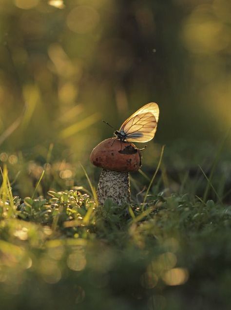 Voice Of Nature, Moment In Time, A Moment In Time, In Time, Forest, Yellow, Nature