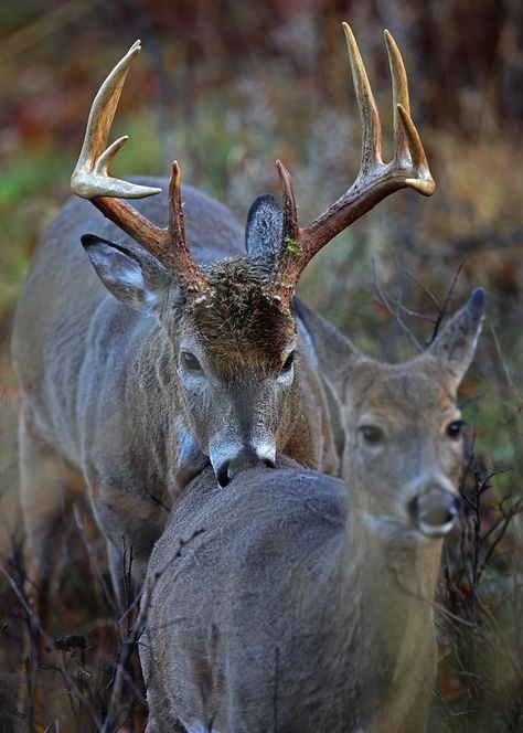 See more Big Whitetail Bucks, Whitetail Deer Pictures, Deer Photography, Big Deer, Deer Photos, Whitetail Bucks, Deer Pictures, Deer Family, Mule Deer