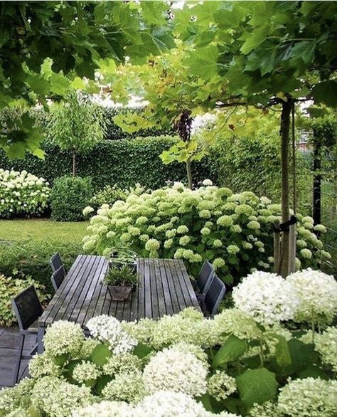 hydrangeas Nursery Configuration, Hortensia Annabelle, Diy Garden Landscaping, Funny Vine, Friends Picture, Exquisite Gardens, Hydrangea Garden, Have Inspiration, White Gardens