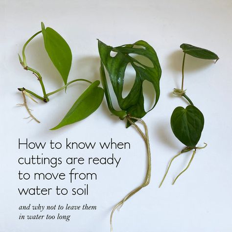 How to water propagate indoor plants (the simple guide for beginners) Propagating Pothos, Propagate Pothos, Pothos In Water, Water Propagation, Propagating Succulents, Houseplants Indoor, Indoor Plant, Easy Peasy, In Water