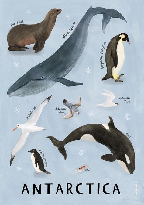 Penguin Illustration, Images Of Animals, Africa Animals, Nordic Poster, Kid's Bedroom, Bedroom Space, Favorite Animals, Kids Wall Decor, Animal Canvas