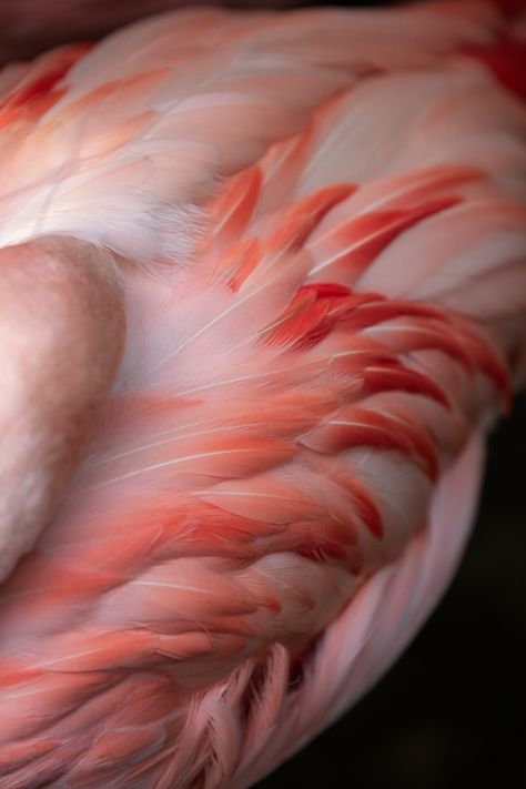 Pink Feathers Aesthetic, Pink Feather Aesthetic, Feathers Aesthetic, Feather Aesthetic, Winged Man, Feather Crafts, Red Feather, Handmade Decor, Pink Feathers