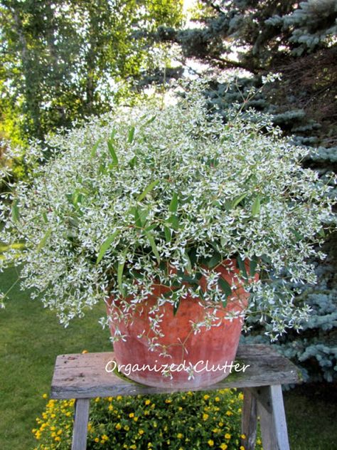 Diamond Frost in a terra cotta pot Lakehouse Landscaping, Minnesota Summer, Diamond Frost, Organized Clutter, Annual Garden, Written Notes, Terra Cotta Pot, Container Ideas, Short Plants