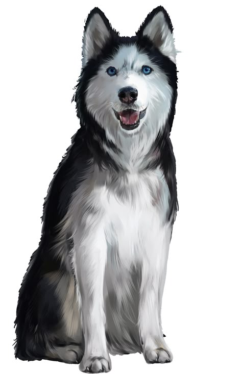 Husky Dogs Drawing, Husky Puppies Drawing, Cute Husky Drawing Cartoon, Dog Drawing Husky, Husky Illustration Cute, Husky Images, Cartoon Husky, Husky Pictures, Husky Painting