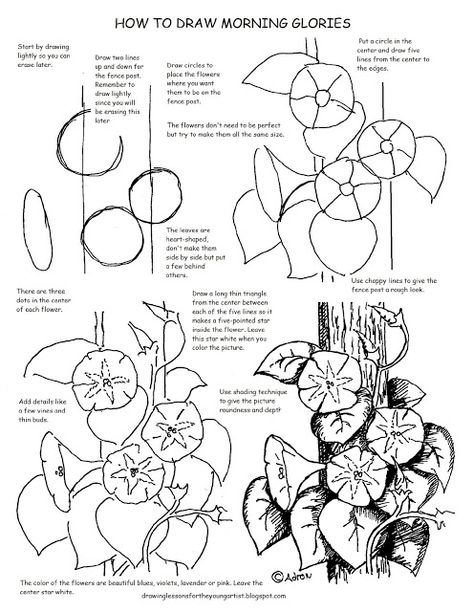 Printable How to Draw Morning Glories Worksheet Flowers Mandala, Sketching Tips, Draw Flowers, Flower Drawing Tutorials, Nature Sketch, Drawing Flowers, Morning Glories, Flower Art Drawing, Basic Drawing