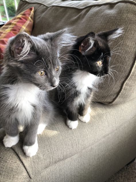 Gray Cat And Black Cat, Gray Tuxedo Cat, Grey Tuxedo Cat, Grey And Black Cat, Black And Gray Cat, Gray Tuxedo, Therian Pfp, Devney Perry, Tuxedo Kitten