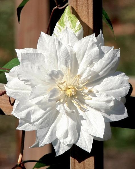 PW Duchess of Edinburgh clematis, I used to grow these in the midwest! ;) White Clematis, Duchess Of Edinburgh, Clematis Vine, Big Backyard, Garden Vines, Planting Shrubs, White Plants, Moon Garden, Night Garden