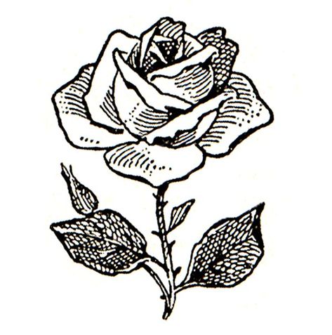 Rose Free Flower Clipart, Rose Line Art, Woodcut Tattoo, Flower Clip Art, Rose Illustration, Botanical Tattoo, Rose Drawing, Line Art Tattoos, Vector Flowers