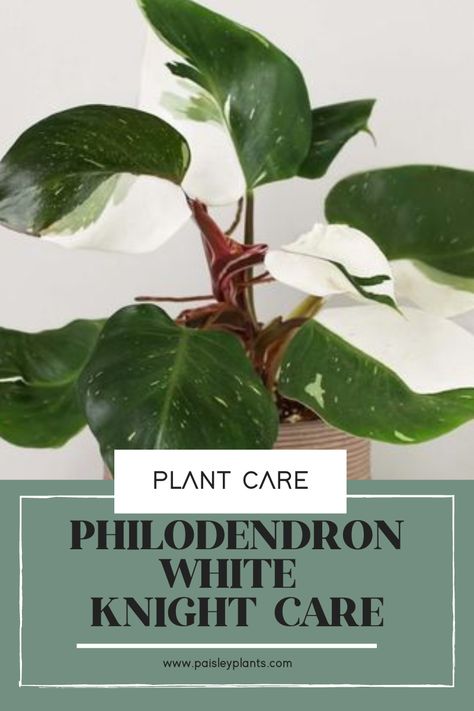 Want to add some varying coloration to your space? The Philodendron White Knight adds a lot of interest to any room’s decor! Find all the care tips you need over at paisleyplants.com! Different Philodendron Plants, Philodendron Black Knight, White Princess Philodendron Care, Philodendron White Knight, Philodendron Florida Beauty Variegated, Orchid Bark, Philodendron Plant, Liquid Fertilizer, Climbing Plants