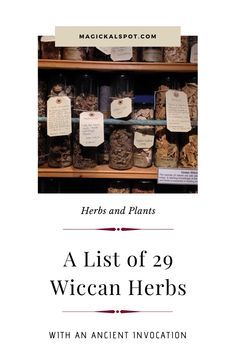 Wiccans love Green Magic and vice-versa. Take a look at 29 Powerful Wiccan Herbs and how you can use them. Enjoy!  #wiccan #greenmagic #herbs Herb Diy, Herbs List, Magickal Herbs, Witch Herbs, Kitchen Witchery, Green Magic, Witch Diy, Magical Herbs, Herbal Magic