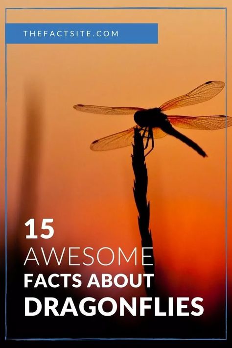 15 Awesome Facts About Dragonflies - The Fact Site Attracting Dragonflies, Dragonfly Meaning Spiritual, Dragonfly Habitat, Dragonfly Facts, Dragonfly Meaning, Dragonfly Eyes, Dragonfly Larvae, Dragon Flys, Habitat Garden