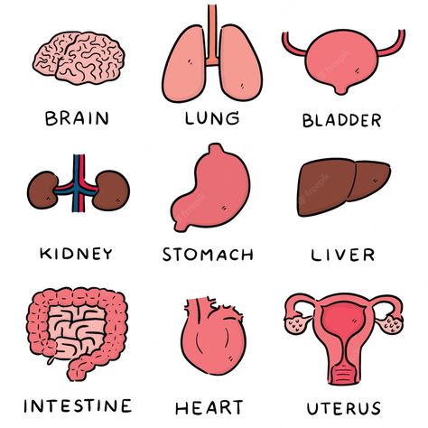 Science Anatomy, Anatomy Organs, Heart Organ, Cartoon Body, Human Organ, Science Illustration, Paper Background Design, Parts Of The Body, Body Organs