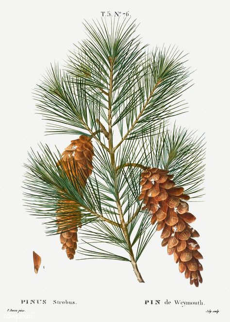 White pine (Pinus strobus) illustration from Traité des Ar ... Conifer Cone, White Pine Tree, Illustration Botanique, Botanical Print Set, Botanical Artwork, Winter Painting, Antique Illustration, Tree Illustration, Free Illustration