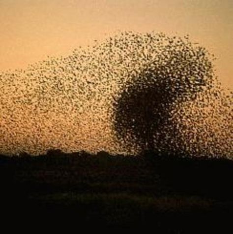 swarm photos - Google Search Swarm Intelligence, Collective Intelligence, Creepy Animals, Bee Swarm, Self Organization, Animal Behavior, Botswana, Flocking, Image Search