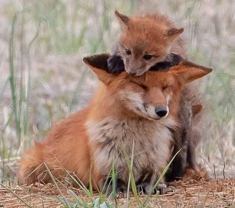 Fancy And Fuzzy Fox Fix (Appreciations Pics) - I Can Has Cheezburger? Cute Foxes, Fox Images, Fox Animal, Fox Pictures, Foxes Photography, Pet Fox, Pretty Animals, Wild Dogs, Silly Animals