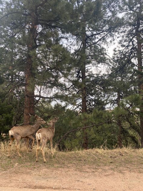 Scenery Widget, Boulder Colorado Aesthetic, Granola Wallpaper, Granola Girl Aesthetic Wallpaper, Colorado Springs Hikes, Granola Core, Patagonia Summer, Summer Granola, Colorado Aesthetic