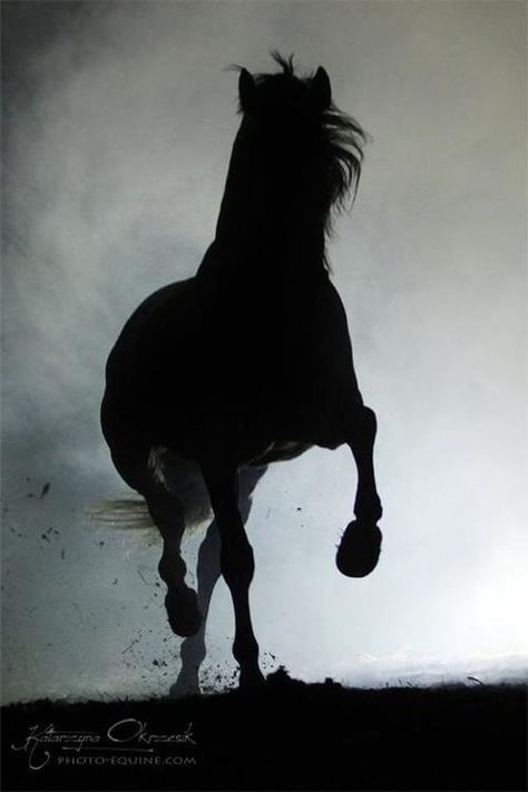 Horses Photos, The Boogeyman, Black Horses, All About Horses, All The Pretty Horses, Clydesdale, Equine Photography, Black Horse, Horse Photos