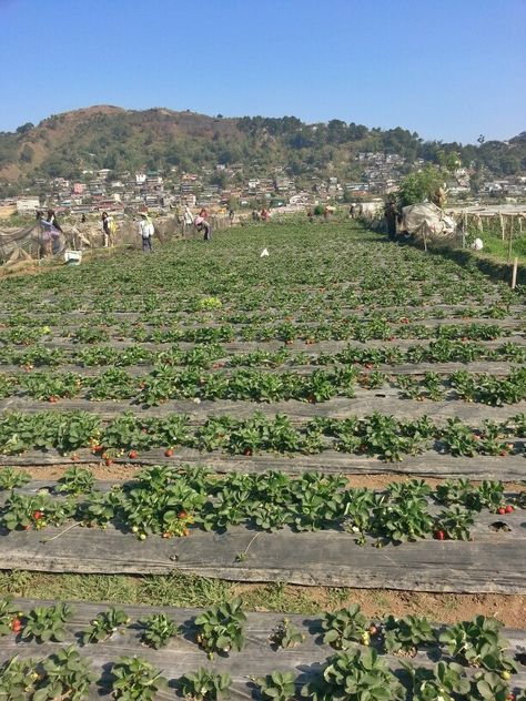 Strawberry Farm at La Trinidad Benguet. Another place and experience off my bucket list. I've been to Baguio before but I haven't tried strawberry picking. #StrawberryFarm #Baguio #Philippines #Travel #wanderlust Strawberry Farm Baguio, Tanduay Rum, Philippine Photography, Baguio Philippines, Strawberry Farm, Baguio City, City Farm, Strawberry Picking, Tagalog Quotes Funny