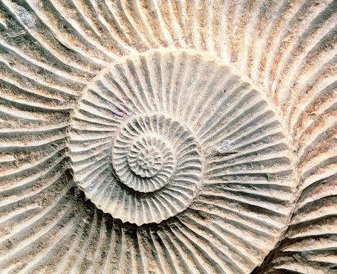 Spirals In Nature, Fossil Art, Ammonite Shell, Shell Artwork, Geometry In Nature, Geometric Nature, Spiral Shell, Fibonacci Spiral, Science Photos