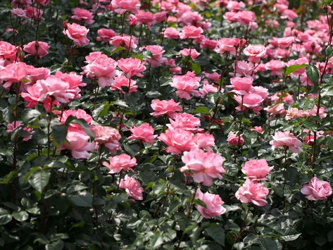 Queen Elizabeth Rose, Floribunda Roses, Best Roses, Rose Got, Lenten Rose, Rose Queen, Rose Care, Rose Varieties, China Rose