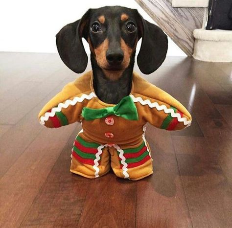 The 55+ Greatest Dachshund Costumes EVER | Page 9 of 18 | The Paws Dachshund Dog, Gingerbread Man, Dachshund, Gingerbread, Halloween