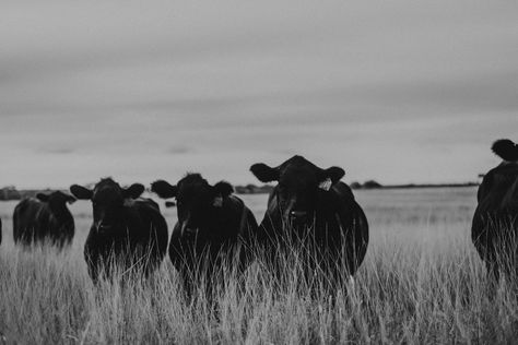 Cattle Photography, Western Aesthetic Wallpaper, Ranch Photography, Angus Cattle, Android Wallpaper Dark, Cattle Ranch, Show Cattle, Cattle Ranching, Western Aesthetic