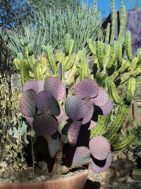 Sonora Desert Museum, Tuscon Arizona Arizona Gardens, Tuscon Az, Tuscon Arizona, Arizona Garden, Southwest Colors, Arizona Gardening, Sonora Desert, Desert Climate, Landscaping Inspiration