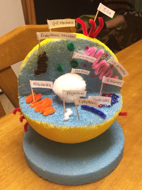 3D Human Cell Project Human Cell Project Ideas, Cell Project Ideas Models, Cell Project Ideas, 3d Animal Cell Project, 3d Cell Project, Edible Cell Project, 3d Animal Cell, Biology Interactive Notebook, Edible Cell