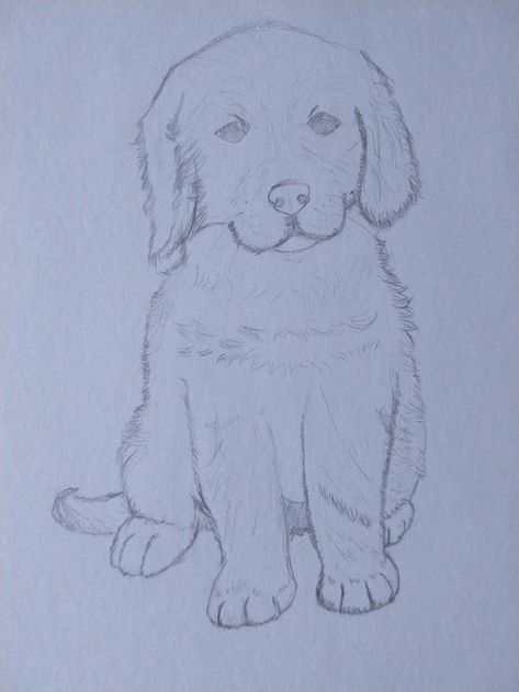 Golden Retriever Drawing, Sweet Quotes For Boyfriend, Puppy Sketch, Dogs Golden Retriever, Dog Drawing, Goldendoodle, I Love Dogs, Cute Love, Golden Retriever