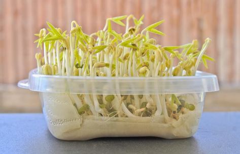 germinating seeds paper towel When To Transplant Seedlings, Seed Sprouting, Germinating Seeds, Hardening Off Seedlings, How Plants Grow, Start Seeds Indoors, Seed Planting, Starting Seeds, Vegetable Shop