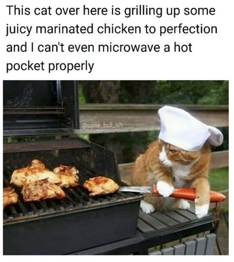 Rooster Funny, Cute Cat Memes, Fresh Memes, Birthday Meme, Inappropriate Jokes, Funny Cat Memes, Funny Animal Memes, I Cant Even, Animal Memes