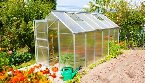 Prevent insect pests and fungal diseases from ruining your greenhouse plants with these natural, DIY solutions. Greenhouse Panels, Backyard Birds Watching, Homemade Bird Feeders, Large Greenhouse, Polycarbonate Greenhouse, Greenhouse Plants, City Farm, Greenhouse Kit, Greenhouse Plans