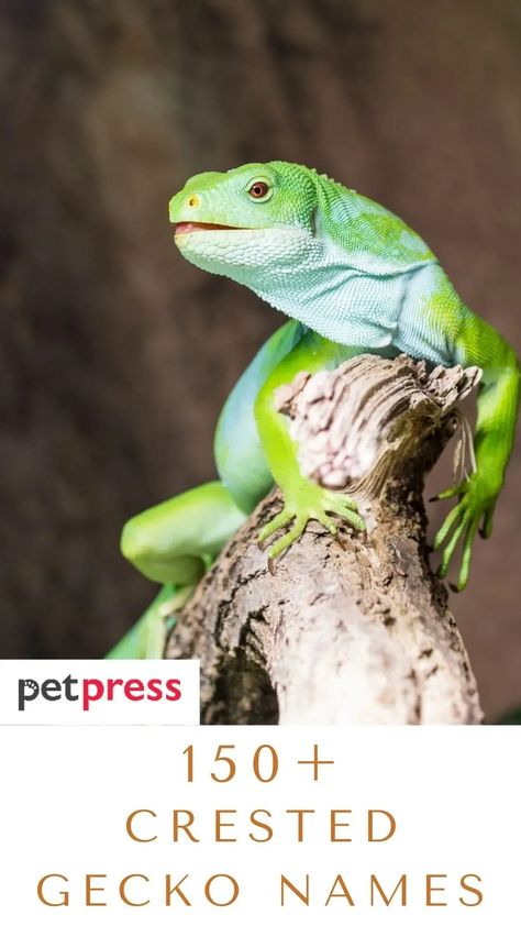 Do you have a crested gecko? Here are some cool names for crested geckos #crestedgecko Crested Gecko Names Ideas, Gecko Names, Unique Name Ideas, Lizard Names, Crested Geckos, Goddess Names, Animal Names, Crested Gecko, Unique Name