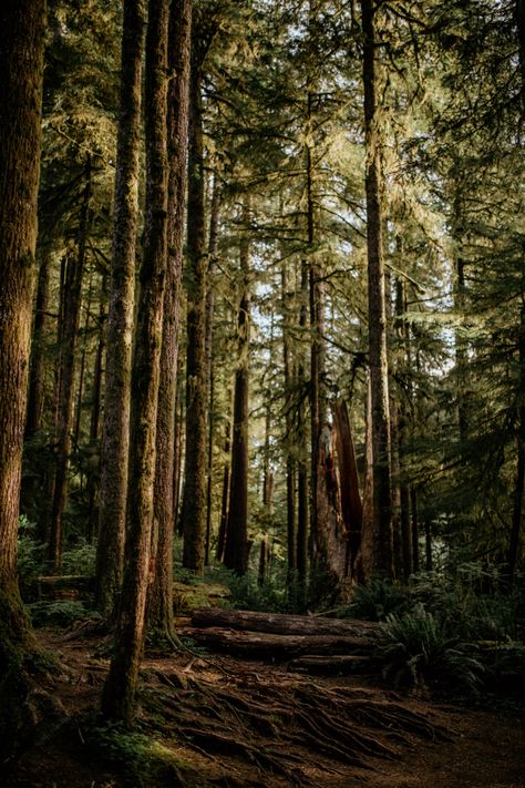 Pacific Northwest Small Town Aesthetic, Oregon Forest Aesthetic, Portland Forest, Crater City, Pnw Gothic, Retreat Website, Nature Photo Ideas, Pacific Northwest Aesthetic, Pnw Vibes