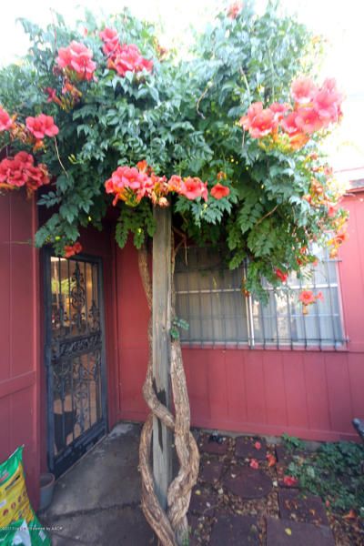 trumpet vine tree Vine Tree, Trumpet Vine, Tree Tree, Pinterest Group, Earthship, Birch Tree, Creepers, Green Thumb, Secret Garden