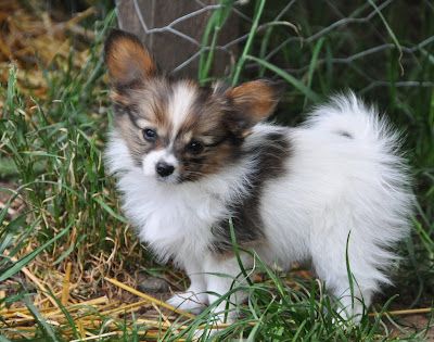 Road's End Papillons : Available Papillon Puppies Papillon Puppies For Sale, Papillon Dog Puppy, Papillon Puppies, Blue Blood Bulldog, Papillon Mix, Papillon Puppy, Puppy Find, Greenfield Puppies, Australian Terrier